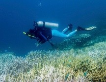 En los últimos 30 años la Tierra ha perdido el 50 % de los corales porque los océanos absorben la mayor parte del calor que se generan al quemar combustibles fósiles. EFE/Smithsonian/D. BURDICK