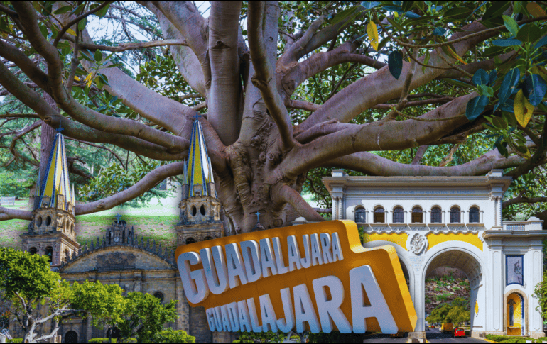 Algunos árboles en Guadalajara han estado ahí, incluso, antes de que aparecieran los símbolos que hoy definen a la ciudad.  ESPECIAL / CANVA
