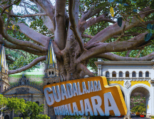 Algunos árboles en Guadalajara han estado ahí, incluso, antes de que aparecieran los símbolos que hoy definen a la ciudad.  ESPECIAL / CANVA