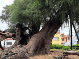 A este ejemplar le cayó un rayo hace tiempo es por eso que se ve partido, también ha sido dañado por sismos, a pesar de ello 