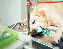 Según testimonios de vecinos, el atropellamiento habría sido intencional, por lo que lo calificaron como un acto de crueldad. ESPECIAL