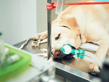 Según testimonios de vecinos, el atropellamiento habría sido intencional, por lo que lo calificaron como un acto de crueldad. ESPECIAL