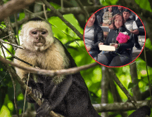 Regidora de Ocotlán es denunciada a la SEMARNAT por llevar un mono araña a evento. UNSPLASH / S. LANIER / ESPECIAL / X / @dk1250