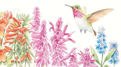 “Los colibríes de los bosques de Sierra Mazati y sus recursos florales” contiene ilustraciones de las especies mencionadas en él. CORTESÍA/Alejandra Lara
