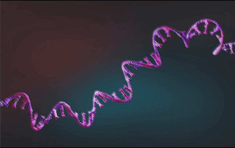 Frente a un mismo virus, algunos anticuerpos aumentan con la edad mientras otros disminuyen. ESPECIAL