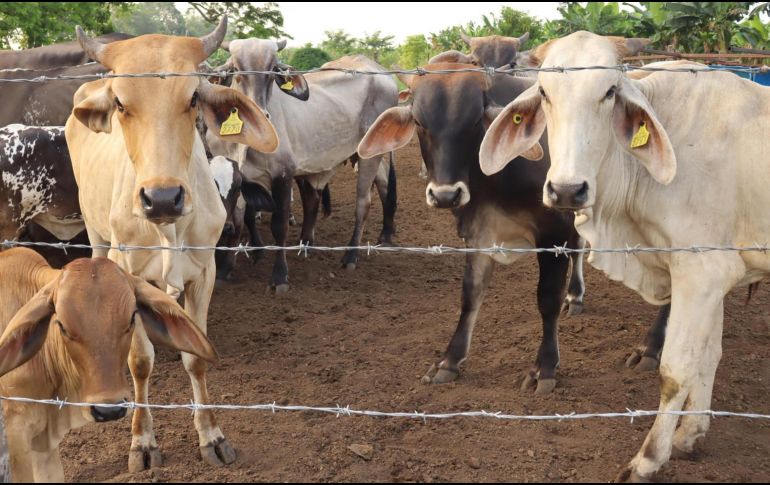 Para evitar la diseminación del GBG por movilización de animales, también se establecieron rutas itinerantes de verificación, puntos de inspección y tratamiento del ganado en tránsito. UNSPLASH.