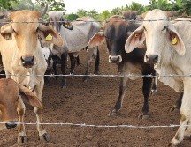 Para evitar la diseminación del GBG por movilización de animales, también se establecieron rutas itinerantes de verificación, puntos de inspección y tratamiento del ganado en tránsito. UNSPLASH.