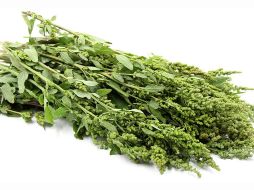 El huauzontle combina tradición, sabor y beneficios nutricionales en un solo ingrediente mexicano. ESPECIAL/GOBIERNO DE MÉXICO