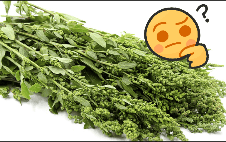 El huauzontle es un alimento rico en proteínas, fibra, calcio, hierro, fósforo y vitaminas A, C, E y del complejo B. ESPECIAL