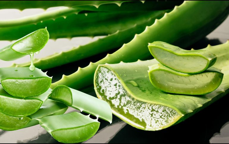 ALOE VERA. Reconocido por sus propiedades hidratantes, penetra en la piel de manera única. ESPECIAL / CANVA
