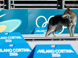Los organizadores de Milano-Cortina 2026 lograron controlar al animal, que llevaba un collar, para que no pudiera alterar más el desarrollo del evento. EFE / H. Hanschke
