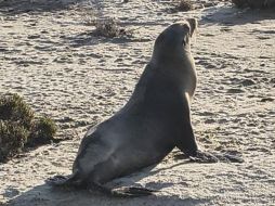 La Secretaría de Marina reiteró su compromiso con la protección del medio ambiente marino y la preservación de las especies que habitan en los mares nacionales. ESPECIAL