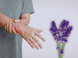 La lavanda es una planta con propiedades medicinales y relajantes. ESPECIAL / CANVA