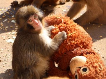 El pequeño fue rechazado por su madre al momento de nacer en julio del año pasado, una situación que ocurre ocasionalmente en esta especie. EFE / ARCHIVO