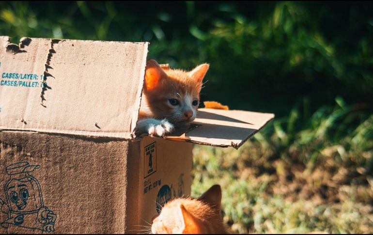 Es común que los gatos ignoren sus juguetes nuevos y prefieran las cajas de cartón. UNSPLASH / R. AHEAD