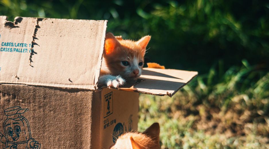Es común que los gatos ignoren sus juguetes nuevos y prefieran las cajas de cartón. UNSPLASH / R. AHEAD