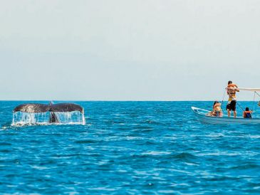 La observación se realiza bajo protocolos de respeto con estas criaturas. CORTESÍA