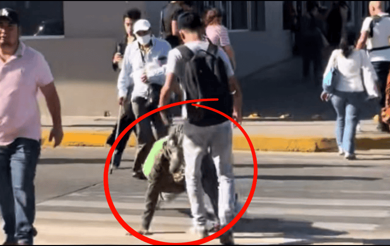 En aplicaciones como TikTok, X e Instagram se difundieron imágenes en las que se aprecia a un joven que simula ser un cocodrilo mientras cruza una de las avenidas principales de Tampico. X/@Portal13x