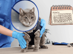 Aunque la conmemoración se realiza un día específico, el mensaje se extiende durante todo el año. Promover la esterilización responsable no solo protege a los animales, sino que también contribuye a comunidades más seguras y solidarias. CANVA