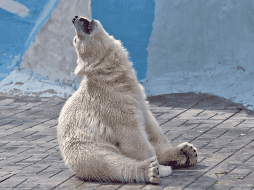 El Día Internacional del Oso Polar impulsa campañas educativas y acciones orientadas a disminuir el impacto ambiental.  CANVA