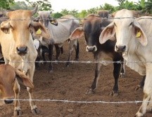 Las autoridades estatales dijeron que el gusano barrenador no es contagioso entre hatos, por lo que llamaron a la población a no generar pánico. EFE/ ARCHIVO.