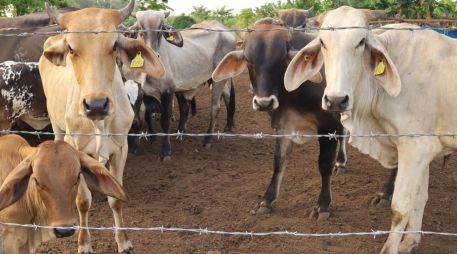 Las autoridades estatales dijeron que el gusano barrenador no es contagioso entre hatos, por lo que llamaron a la población a no generar pánico. EFE/ ARCHIVO.