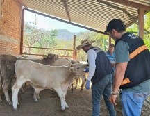 Autoridades estatales hicieron un llamado a ganaderos y ciudadanía a reportar oportunamente posibles casos para evitar la propagación. CORTESÍA