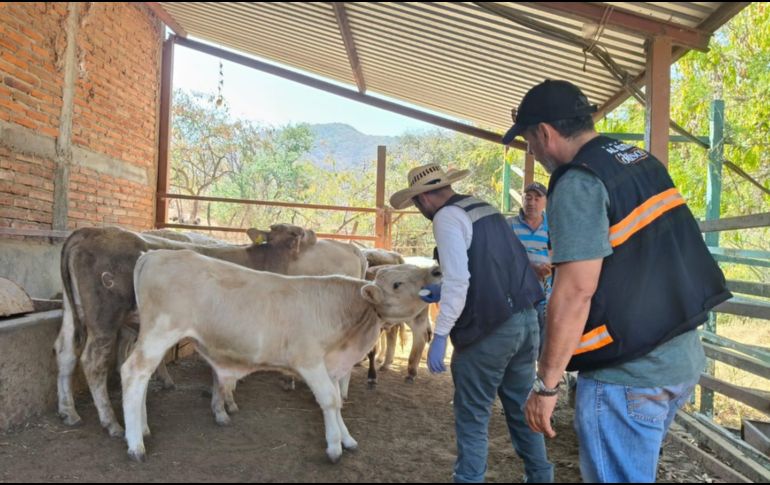 Autoridades estatales hicieron un llamado a ganaderos y ciudadanía a reportar oportunamente posibles casos para evitar la propagación. CORTESÍA