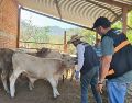 Autoridades estatales hicieron un llamado a ganaderos y ciudadanía a reportar oportunamente posibles casos para evitar la propagación. CORTESÍA