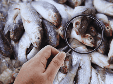 Profeco busca que las personas realicen un consumo saludable y seguro de productos del mar, por eso otorgó algunos consejos. SUN / ARCHIVO