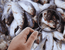 Profeco busca que las personas realicen un consumo saludable y seguro de productos del mar, por eso otorgó algunos consejos. SUN / ARCHIVO