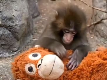 Punch, el bebé macaco japonés que no se separa de su peluche de orangután, se ha convertido en fenómeno global. ESPECIAL.