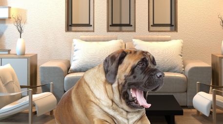 Según un estudio de la Escuela Politécnica Federal de Lausana, los perros grandes emiten entre dos y cuatro veces más microorganismos que los humanos en la misma habitación. ESPECIAL / CANVA