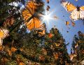 Cambios en el comportamiento reproductivo de las plantas pueden tener consecuencias ecológicas de amplio alcance, en particular para polinizadores como las mariposas. ESPECIAL / CANVA