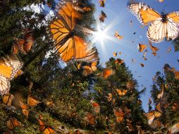Cambios en el comportamiento reproductivo de las plantas pueden tener consecuencias ecológicas de amplio alcance, en particular para polinizadores como las mariposas. ESPECIAL / CANVA