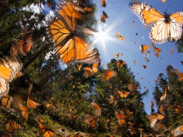 Cambios en el comportamiento reproductivo de las plantas pueden tener consecuencias ecológicas de amplio alcance, en particular para polinizadores como las mariposas. ESPECIAL / CANVA