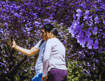 Jacarandas en Guadalajara: El árbol que limpia el aire tapatío