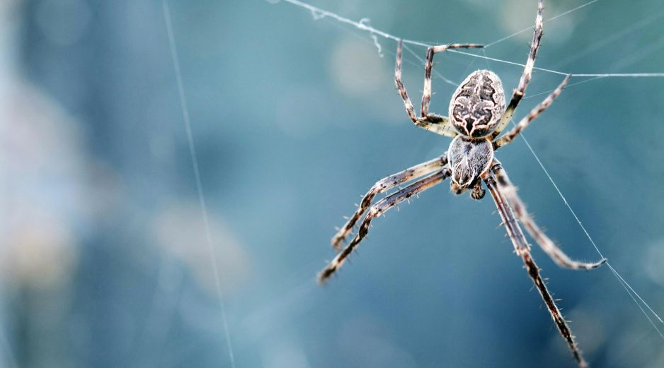 Pese al miedo y al asco que generan en muchas personas, insectos y arácnidos son imprescindibles para que la rueda de la vida en el planeta siga girando. Unsplash