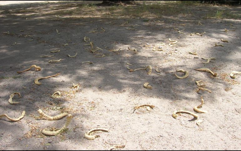 La harina de mezquite está catalogada como un superalimento, incluso por encima de cultivos como la soya o el amaranto en términos nutricionales. NOTIMEX/ ARCHIVO