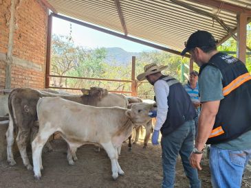 Los casos de gusano barrenador se registraron en los municipios de Encarnación de Díaz, Jilotlán de los Dolores, Santa María del Oro, Pihuamo, Tecalitlán y Cuautitlán de García Barragán. ESPECIAL / Desarrollo Económico Jalisco