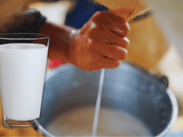 La leche “bronca” es toda aquella que no ha sido pasteurizada para matar las bacterias causantes de enfermedades, independientemente de dónde provenga: vaca, cabra, oveja... ESPECIAL / CANVA