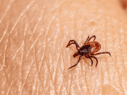 Algunas garrapatas pueden transmitir infecciones como la enfermedad de Lyme o la fiebre manchada.  CANVA