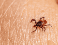 Algunas garrapatas pueden transmitir infecciones como la enfermedad de Lyme o la fiebre manchada.  CANVA