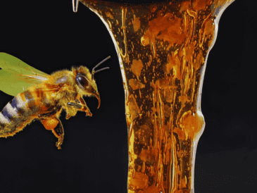 El azúcar que posee la miel ha sido elaborado por las abejas con el néctar de las flores y es esta la que tiene sus principales beneficios para una estimulación de la cicatrización. ESPECIAL / CANVA