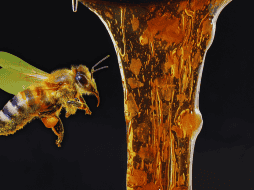 El azúcar que posee la miel ha sido elaborado por las abejas con el néctar de las flores y es esta la que tiene sus principales beneficios para una estimulación de la cicatrización. ESPECIAL / CANVA