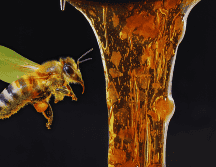 El azúcar que posee la miel ha sido elaborado por las abejas con el néctar de las flores y es esta la que tiene sus principales beneficios para una estimulación de la cicatrización. ESPECIAL / CANVA