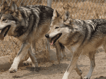 En 2019 el lobo mexicano fue reclasificado al pasar de la categoría de "probablemente extinto en vida silvestre" a "en peligro de extinción". SEDEMA