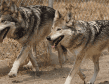 En 2019 el lobo mexicano fue reclasificado al pasar de la categoría de 