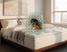 Si bien las personas relacionan a las chinches como bichos exclusivos de los hogares, también pueden aparecer en hoteles, moteles, barcos, trenes o camiones, es decir, en cualquier sitio donde haya movimiento frecuente de personas. ESPECIAL / CANVA