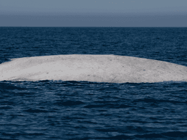 Los registros más famosos de ballenas blancas se limitaban a otras especies, como la icónica ballena jorobada o la ballena gris. X / @CONANP_mx